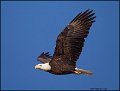 _1SB7454 american bald eagle